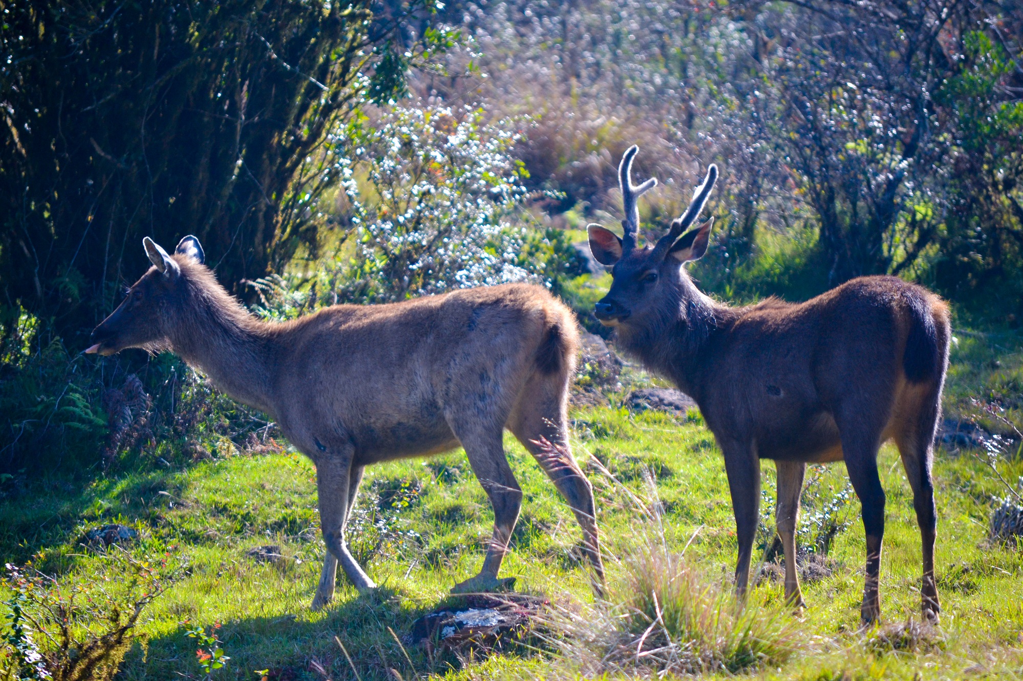 8 Horton Plains