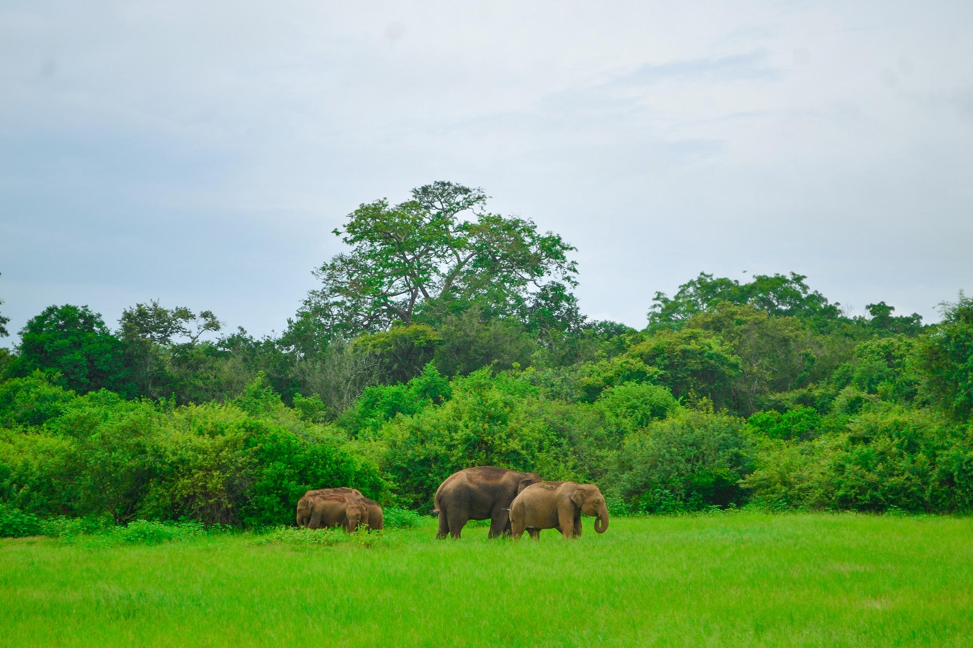 Kaudulla