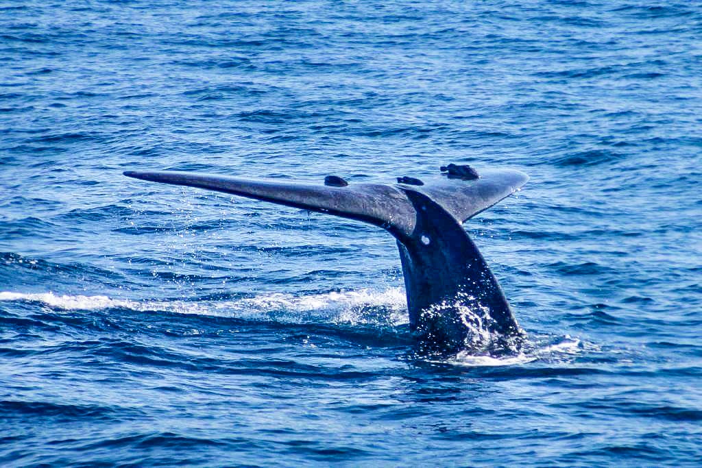 Trinco Whales